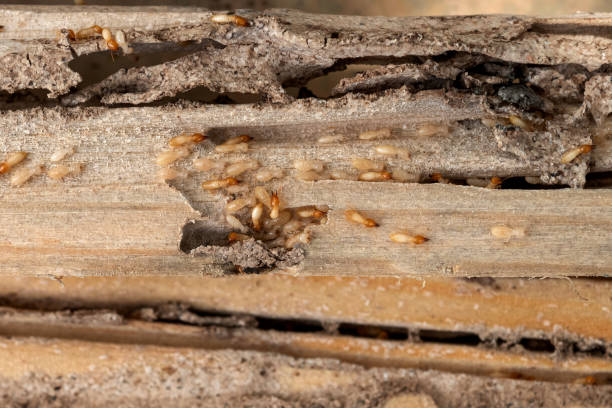 Best Commercial Pest Control Services  in Burton, OH