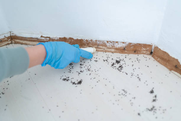 Flea Control Services in Burton, OH